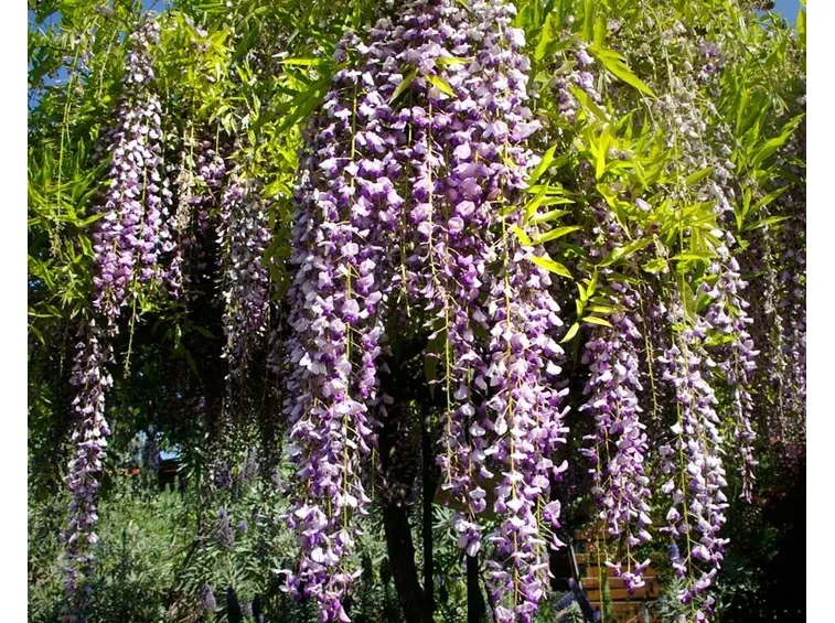 glicine fiorito