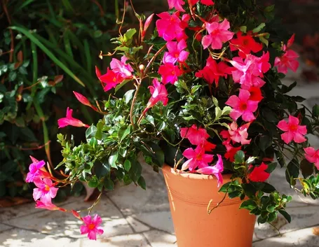 Mandevilla laxa vaso