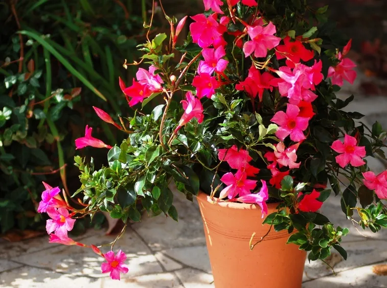 Mandevilla laxa vaso