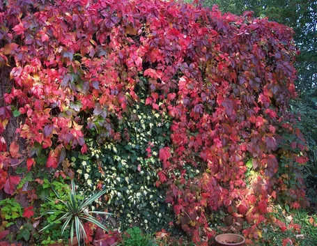 parthenocissus quinquefolia