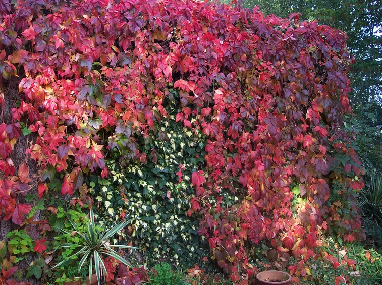 parthenocissus quinquefolia