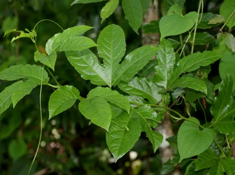 Particolare foglie passiflora edulis