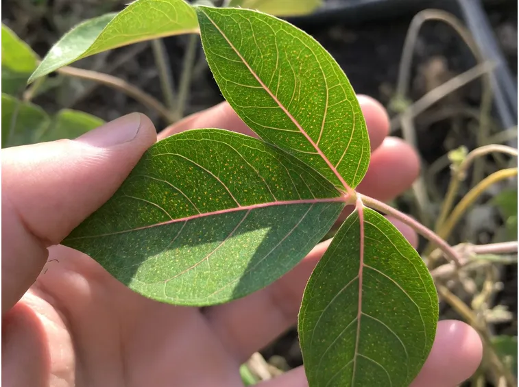 Passiflora infestata dal ragnetto rosso
