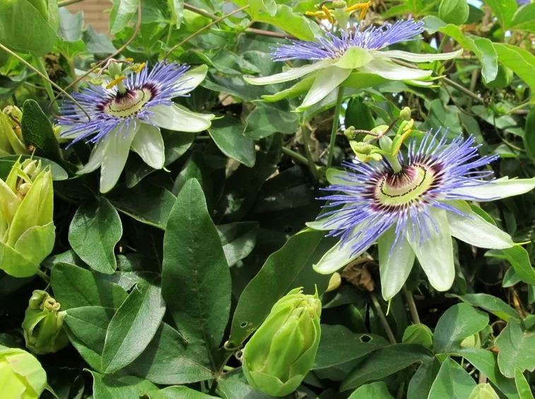 Passiflora