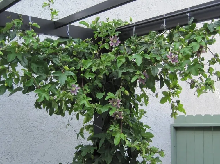 La passiflora rampicante
