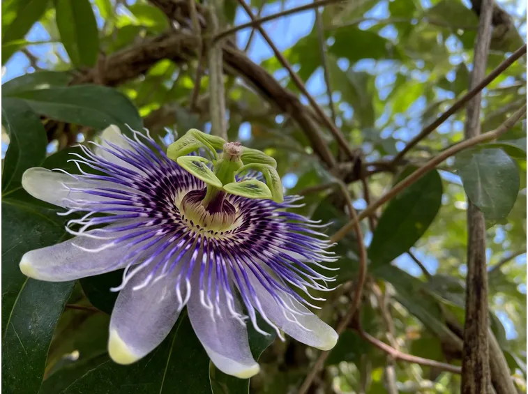 Disegno della passiflora rampicante