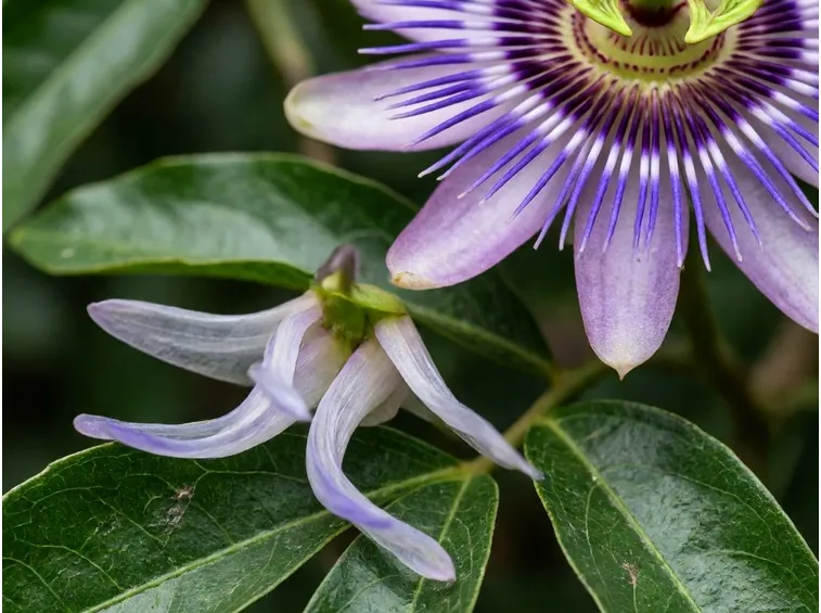 Passiflora Purple Haze