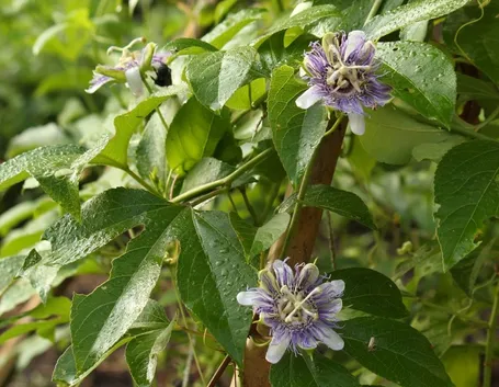 passiflora