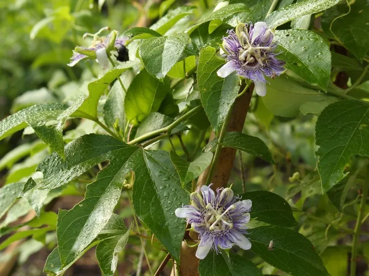 passiflora