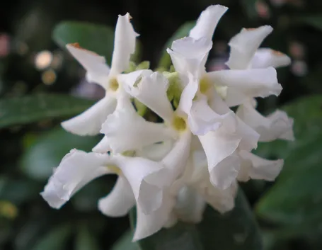 rhyncospermum jasminoides