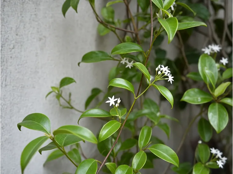 rhyncospermum jasminoides