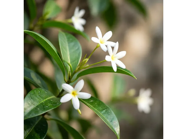 rhyncospermum jasminoides