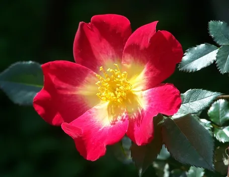 Rosa cocktail