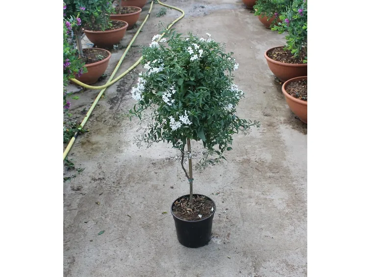 solanum jasminoides 