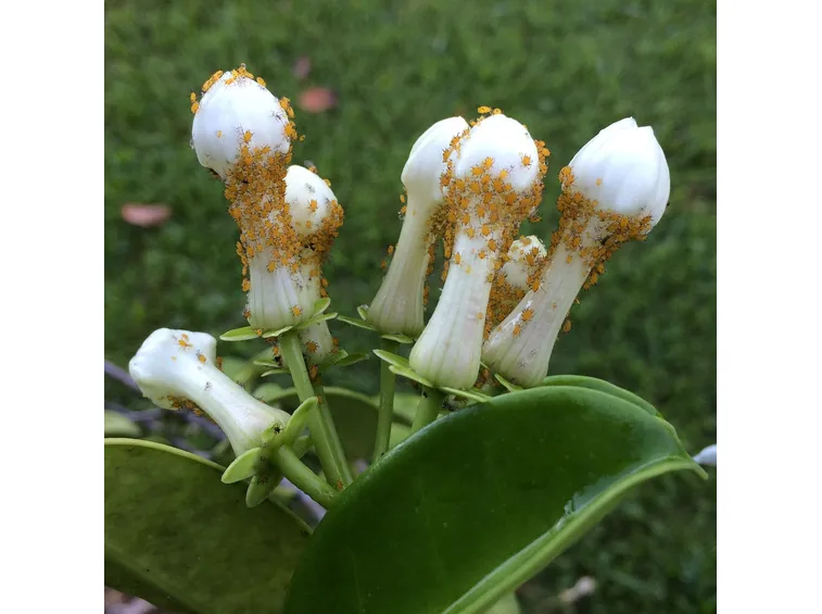 afidi su stephanotis