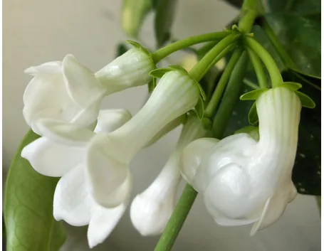 Fiori Stephanotis