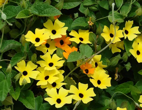 Tumbergia