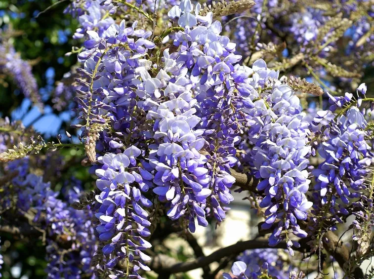 Glicine