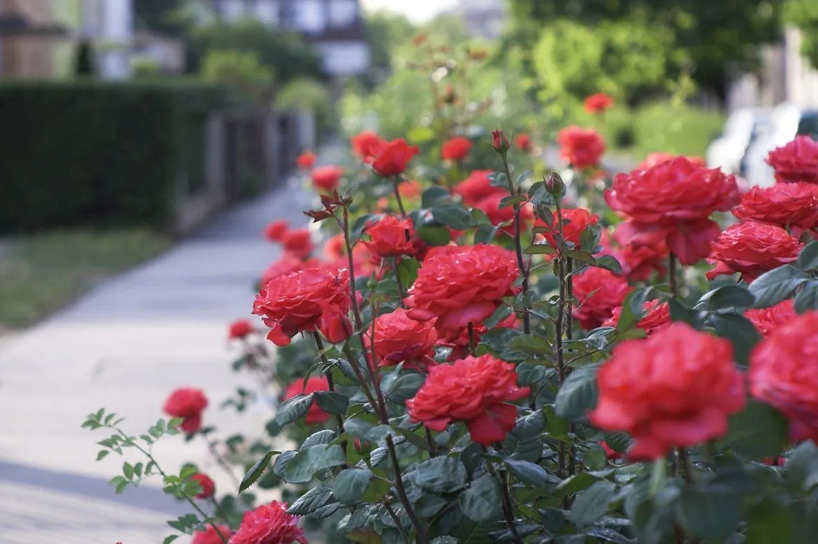 Rosa rossa