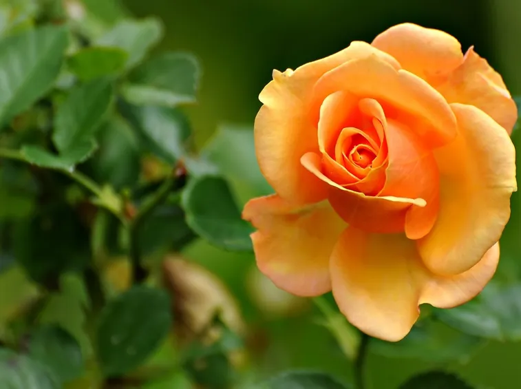 rose aranciata