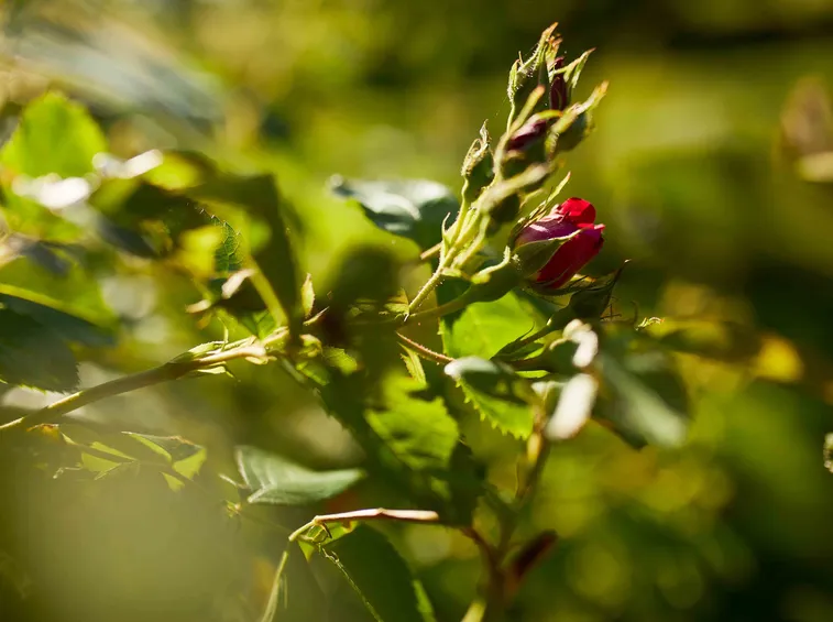 rose rosse