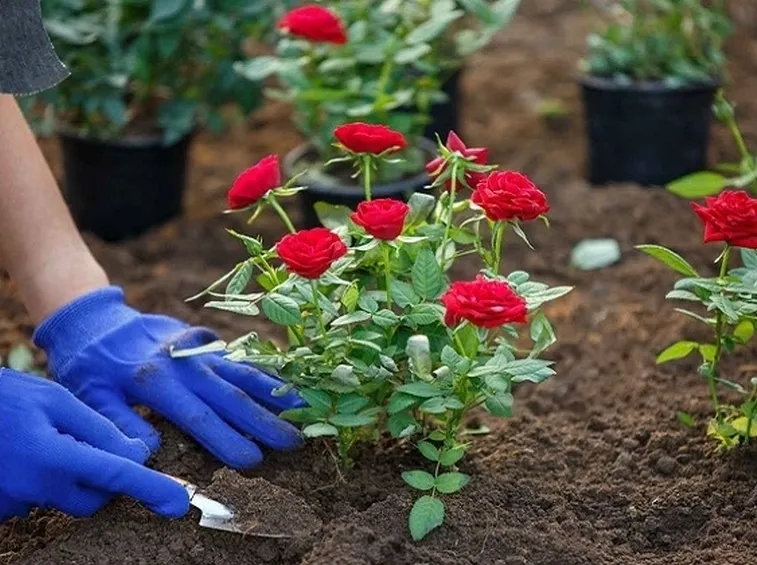 messa a dimora delle rose