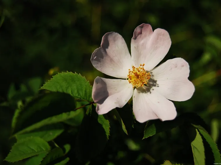 rose selvatiche