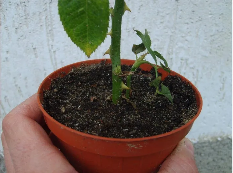 Riproduzione tramite talea