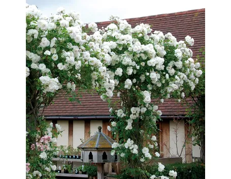 Rosa iceberg