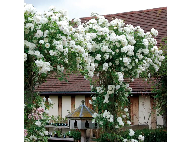 Rosa iceberg