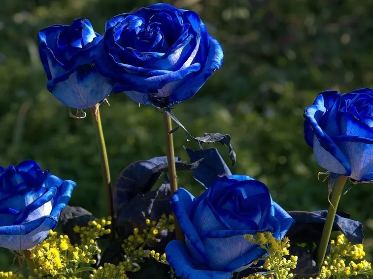 Rosa blu coltivazione