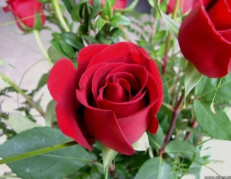 Unas pocas rosas