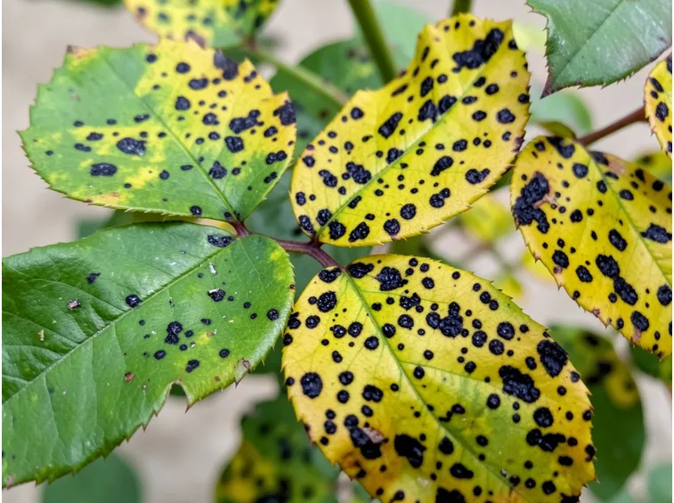 malattia della rosa: macchia nera