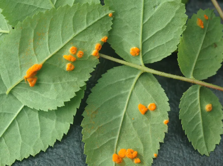 Bocciolo di rosa giallo-arancio
