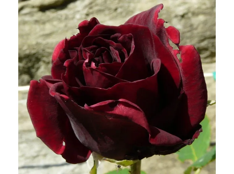 Guinée rosa nera