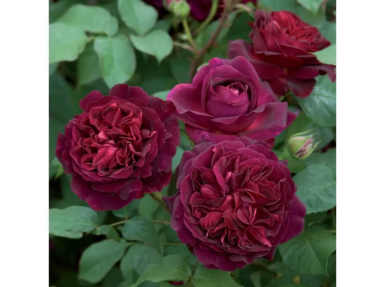 Munstead Wood rosa nera