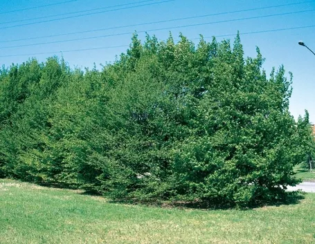 Siepe di carpini bianchi