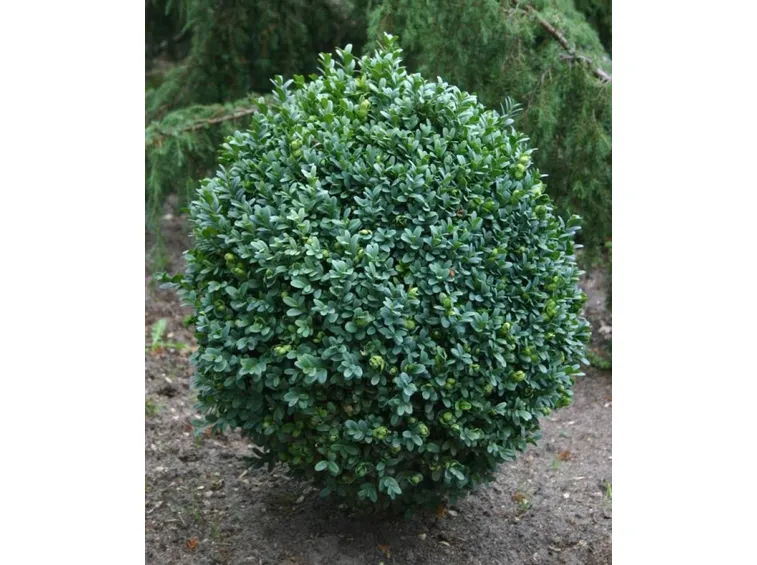 Pianta di bosso