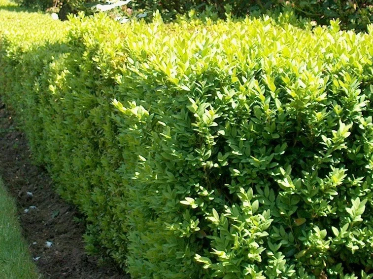 Siepe di bosso