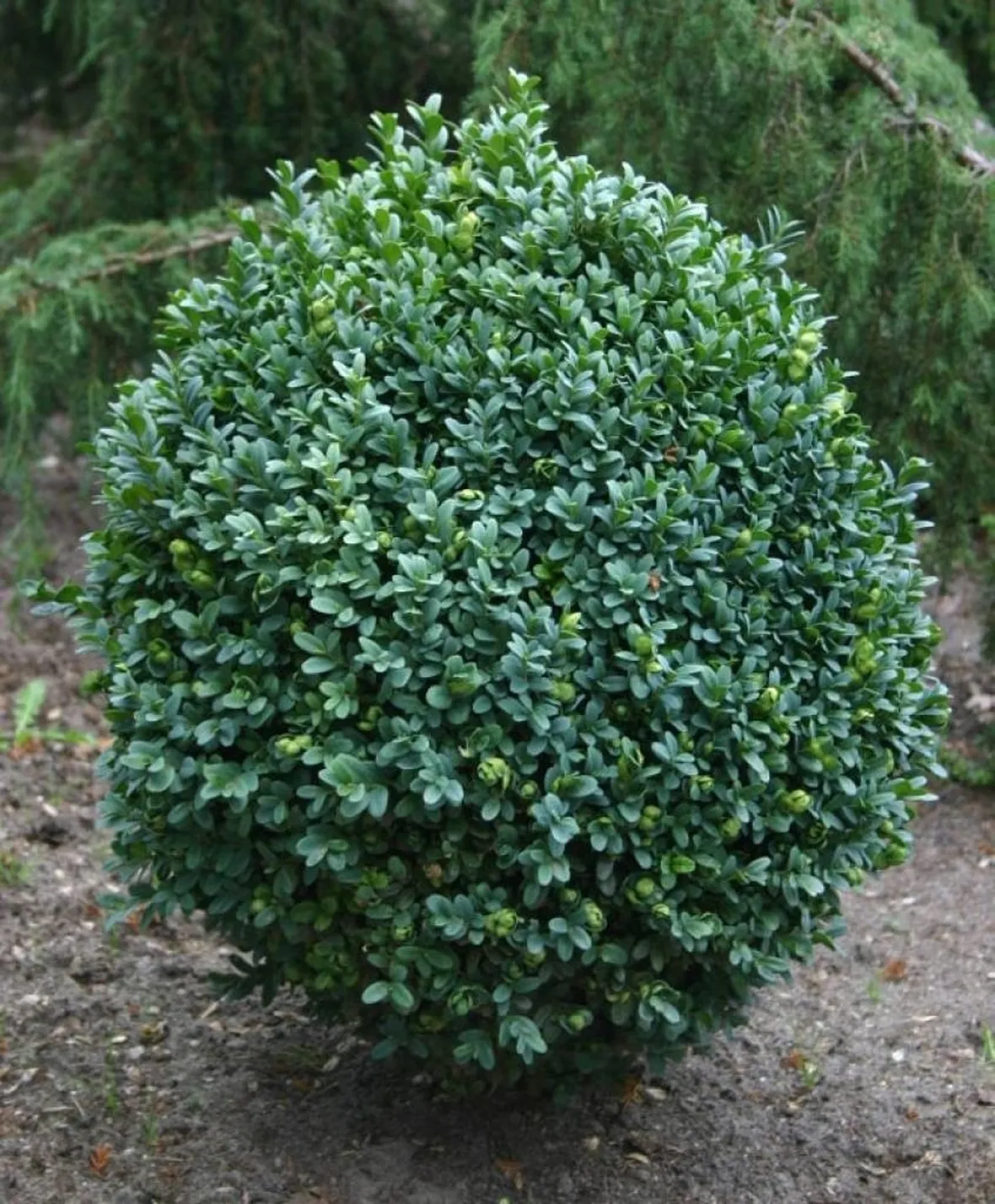 Pianta di bosso