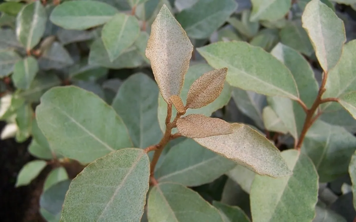 Foglie eleagnus pungens