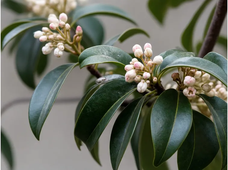 Lauroceraso foglie fiori