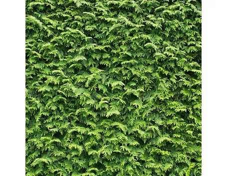 Leylandii pianta siepe