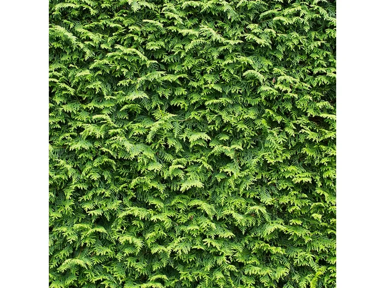 Leylandii pianta siepe