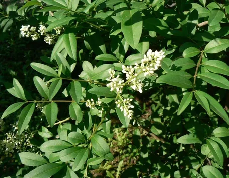 Ligustrum vulgare
