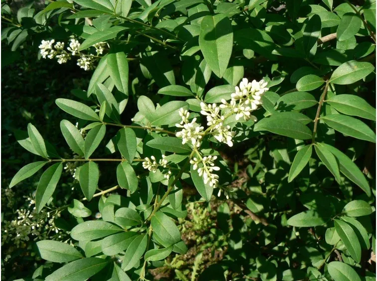 Ligustrum vulgare