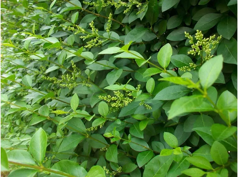 Ligustrum ovalifolium