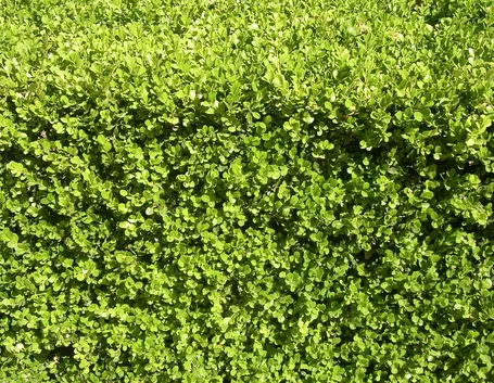 Fitta siepe sempreverde