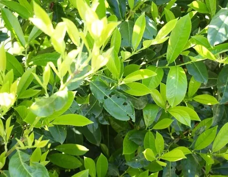 Siepe di lauroceraso