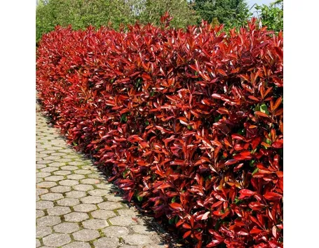 Siepe di photinia
